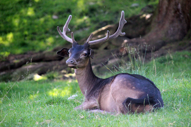Wildpark, Vadaspark Feld am see, remek családi program, sok-sok látnivaló, nagyon színvonalas hely